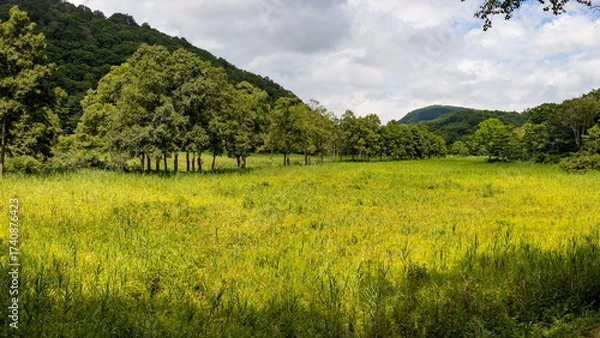 Fototapeta 斑尾高原の夏　沼の原湿原　　飯山市　長野県　日本