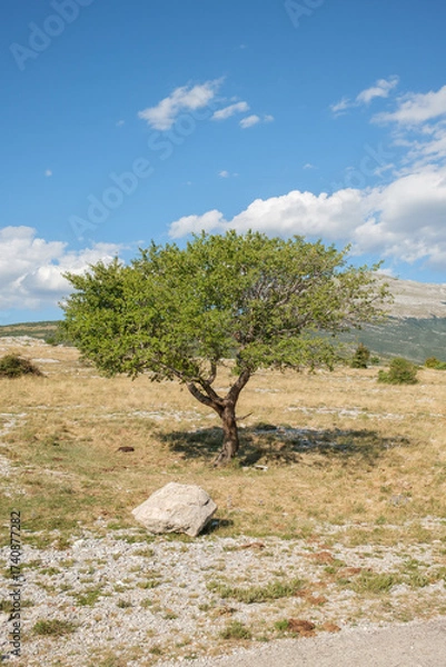 Fototapeta Tree in a field under a blue sky with clouds A rock sits on the ground near the base of the tree A mountain is visible in the background