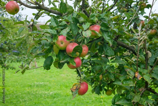 Fototapeta An apple tree branch full of apples The fruit is red and green Leaves surround the apples Grass is visible in the background Cloudy sky above