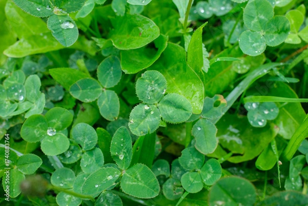Fototapeta A close view reveals clover plants and other green foliage Water droplets are visible on several of the leaves in the shot