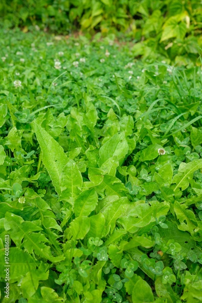 Fototapeta Close up of a field of green plants including clover and dandelion like leaves some of which have water droplets on them A background of grass is visible
