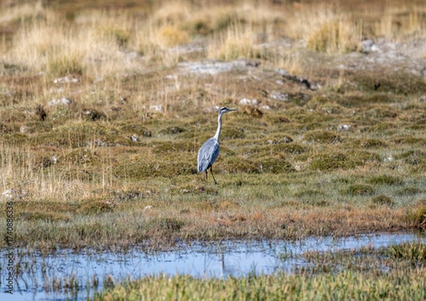Fototapeta A grey heron in its natural habitat in the Altai steppes on an autumn day