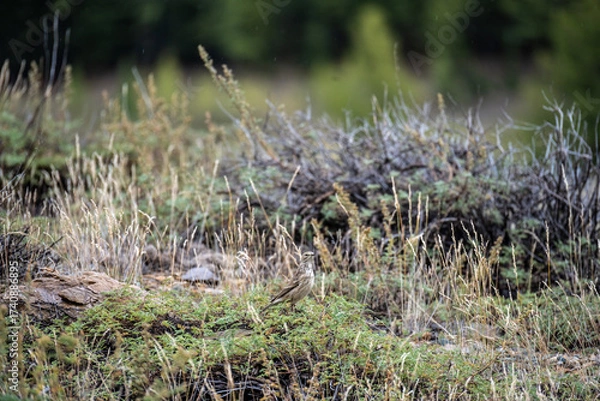 Fototapeta A beautiful bird in its natural habitat in the Altai steppes on an autumn day
