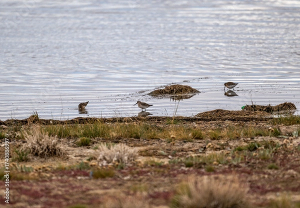Fototapeta A beautiful bird in its natural habitat in the Altai steppes on an autumn day
