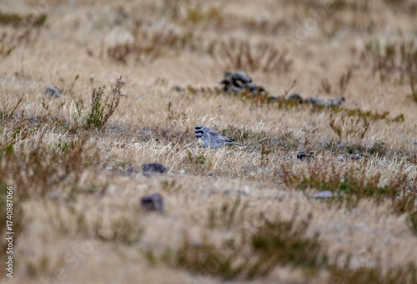 Fototapeta A beautiful bird in its natural habitat in the Altai steppes on an autumn day