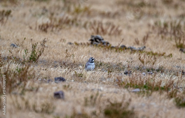 Fototapeta A beautiful bird in its natural habitat in the Altai steppes on an autumn day
