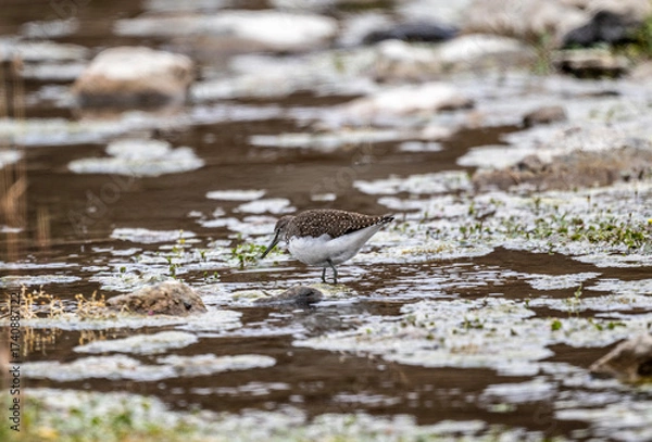 Fototapeta A beautiful bird in its natural habitat in the Altai steppes on an autumn day