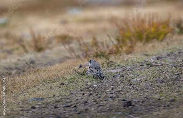 Fototapeta A beautiful bird in its natural habitat in the Altai steppes on an autumn day