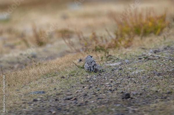 Fototapeta A beautiful bird in its natural habitat in the Altai steppes on an autumn day