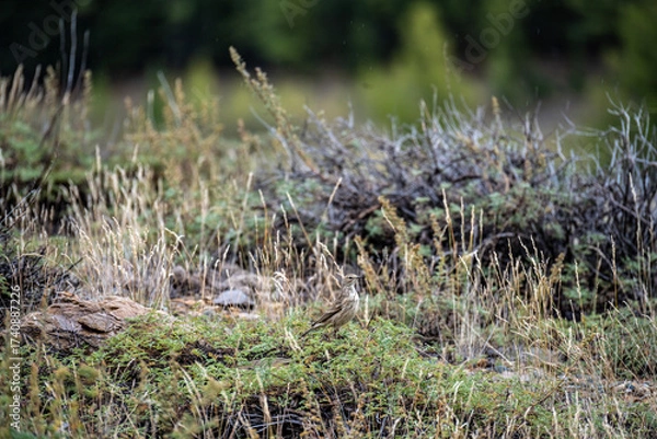 Fototapeta A beautiful bird in its natural habitat in the Altai steppes on an autumn day