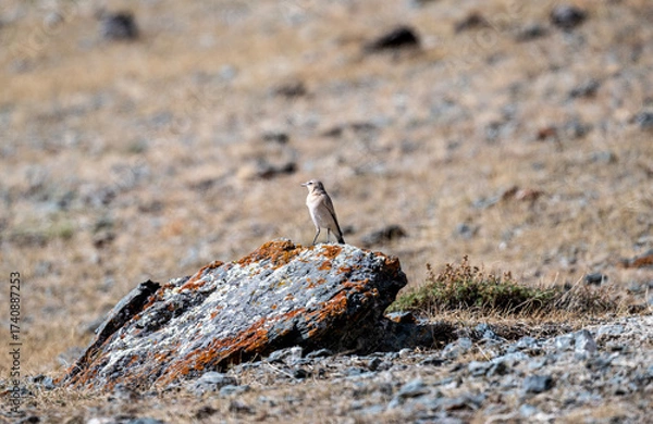 Fototapeta A beautiful bird in its natural habitat in the Altai steppes on an autumn day