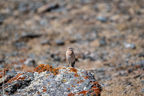 Fototapeta A beautiful bird in its natural habitat in the Altai steppes on an autumn day