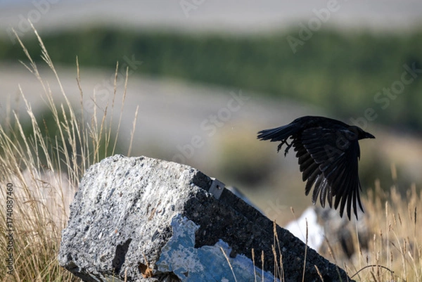 Fototapeta A beautiful bird in its natural habitat in the Altai steppes on an autumn day