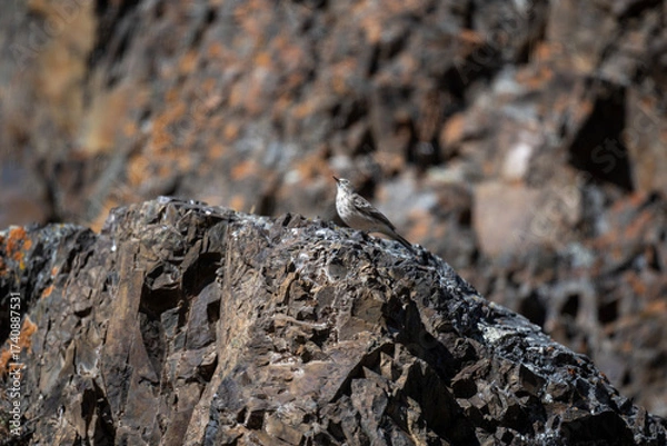 Fototapeta A beautiful bird in its natural habitat in the Altai steppes on an autumn day