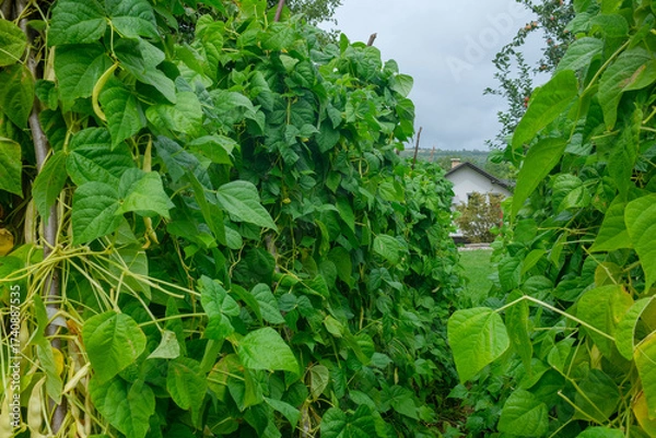 Fototapeta Green plants climb upward their leaves densely packed together supported by thin stakes A building sits in the background and the sky is overcast