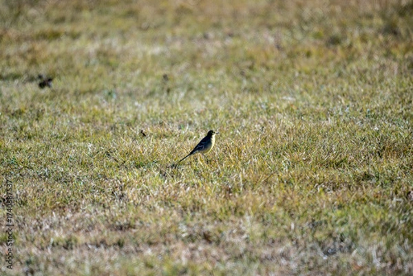 Fototapeta A beautiful bird in its natural habitat in the Altai steppes on an autumn day