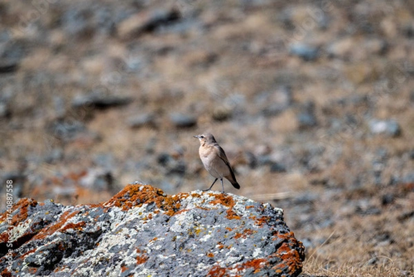 Fototapeta A grey heron in its natural habitat in the Altai steppes on an autumn day