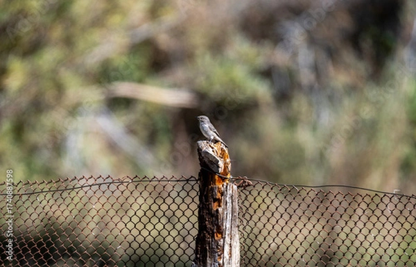 Fototapeta A beautiful bird in its natural habitat in the Altai steppes on an autumn day