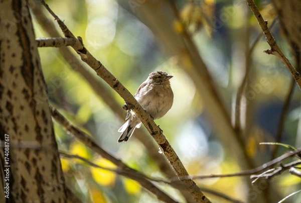 Fototapeta A beautiful bird in its natural habitat in the Altai steppes on an autumn day