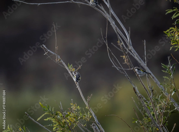 Fototapeta A beautiful bird in its natural habitat in the Altai steppes on an autumn day