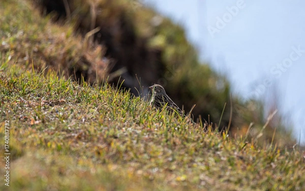 Fototapeta A beautiful bird in its natural habitat in the Altai steppes on an autumn day