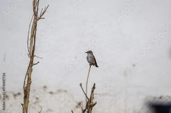 Fototapeta A beautiful bird in its natural habitat in the Altai steppes on an autumn day