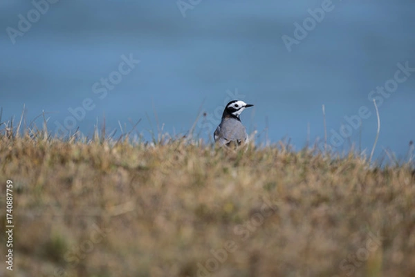 Fototapeta A beautiful bird in its natural habitat in the Altai steppes on an autumn day
