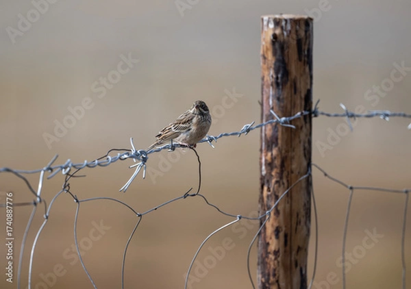 Fototapeta A beautiful bird in its natural habitat in the Altai steppes on an autumn day