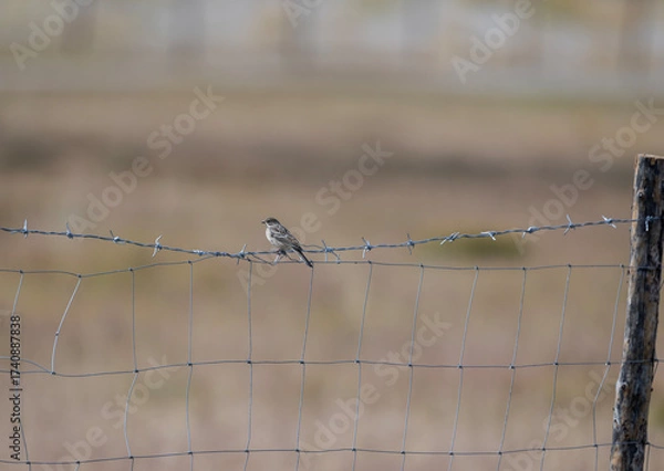 Fototapeta A beautiful bird in its natural habitat in the Altai steppes on an autumn day