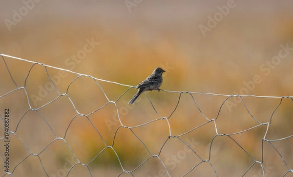 Fototapeta A beautiful bird in its natural habitat in the Altai steppes on an autumn day