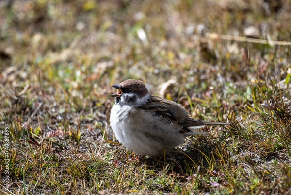 Fototapeta A beautiful bird in its natural habitat in the Altai steppes on an autumn day