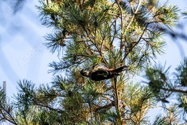 Fototapeta A downy woodpecker eats nuts in a pine tree on a sunny autumn day in Altai