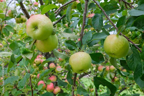 Fototapeta A close up shows apples hanging from tree branches among green leaves More apples are visible in the background partially obscured by foliage