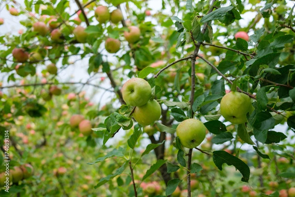 Fototapeta Tree branches full of apples in various shades of red and green The tree has leaves and the sky is visible between the branches and fruit