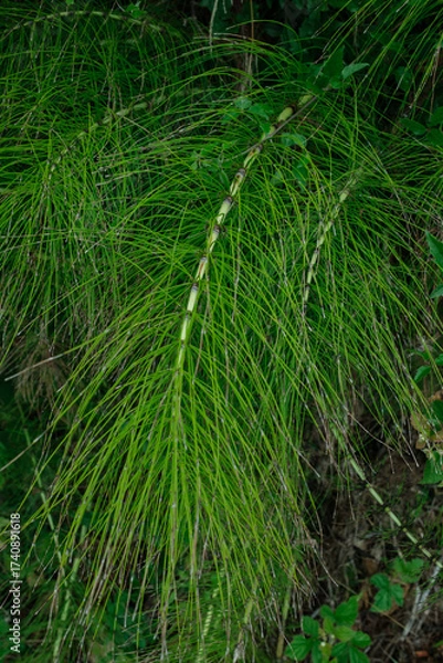 Fototapeta A close up shows a cluster of slender green plants with segmented stalks against a backdrop of similar green foliage filling the frame with natural textures