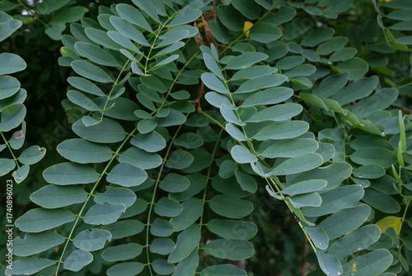 Fototapeta Close up of leaves The leaves are green and arranged in a row Some of the leaves are in focus while others are slightly out of focus due to the shallow depth of field