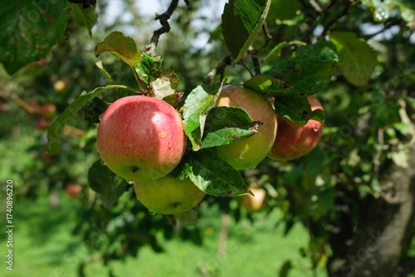 Fototapeta Apples hang from a tree branch with leaves some with water droplets The background shows a green field and more trees indicating an outdoor setting
