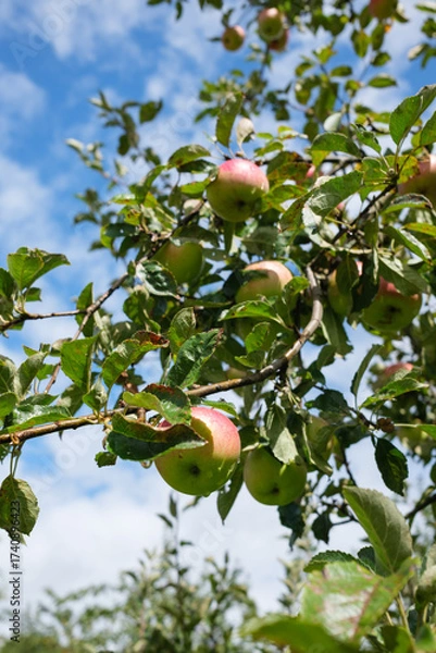 Fototapeta Close up of apples on a tree branch against a blue sky with clouds The apples are green and red surrounded by green leaves Other trees are visible