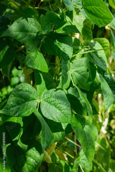 Fototapeta Close up view of a bean plant with green leaves some with water droplets against a blurred background The image shows a section of the plant in natural light