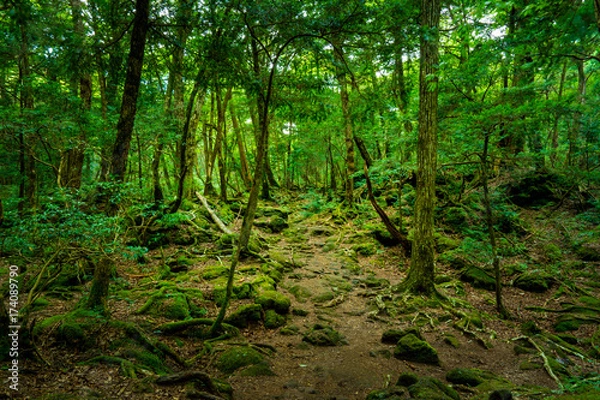 Fototapeta Aokigahara Forest at Lake Saiko – Enigmatic Nature at the Foot of Mt. Fuji