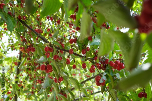 Fototapeta A tree branch is covered with leaves and small red berries The berries appear ripe and ready to be picked The leaves are green and healthy