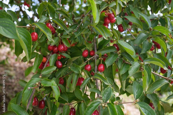 Fototapeta A plant with red fruits The fruits are hanging on the branches There are green leaves The plant is growing outside in a natural setting
