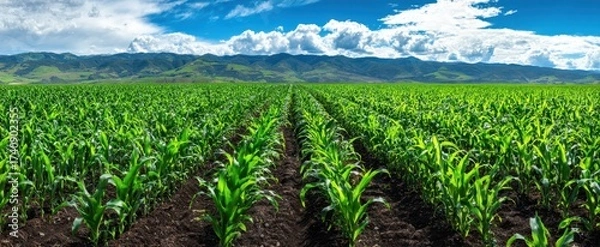 Fototapeta The Cornfield Stretching Toward Distant Mountains Under a Dramatic Blue Cloudy Sky