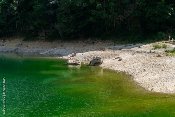 Fototapeta river in the forest
