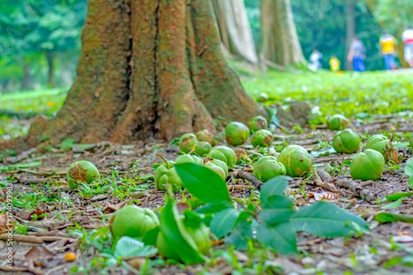 Fototapeta Royal Botanical Garden Peradeniya, Sri Lanka. The Botanical Garden Includes More Than 4000 Species Of Plants, Including Of Orchids, Spices, Medicinal Plants And Palm Trees