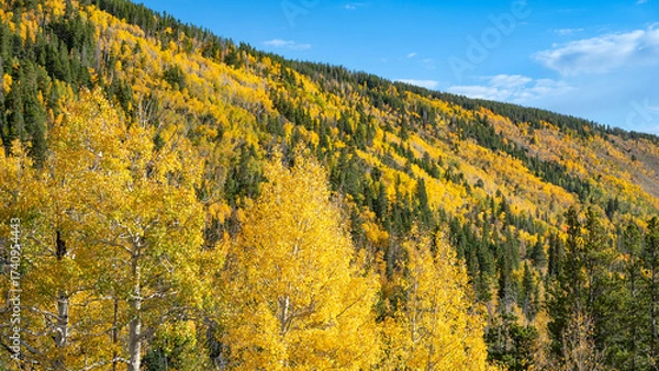 Fototapeta Fall foliage scenery of yellow aspen trees and green pine forest on the hill at Rocky Mountain National Park. Beautiful autumn landscape in Colorado, USA.
