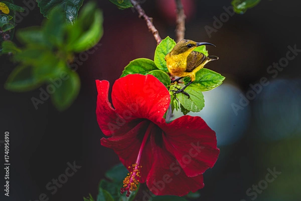 Fototapeta A golden hued sunbird rests gently beside a vivid hibiscus bloom, with radiant colors and soft textures creating a striking composition that celebrates tropical gardens and wildlife diversity.