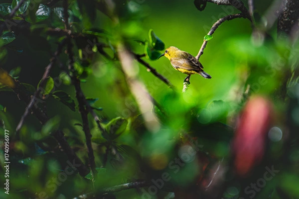 Fototapeta A golden hued sunbird rests gently beside a vivid hibiscus bloom, with radiant colors and soft textures creating a striking composition that celebrates tropical gardens and wildlife diversity.