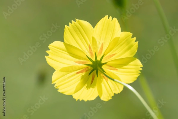 Obraz 野に咲く黄色いのコスモスの花