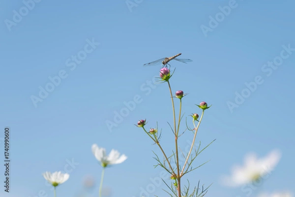 Obraz 青空と白いコスモスの花とトンボ